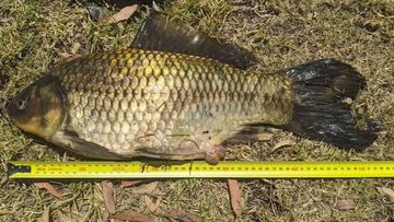 &#x27;Monster&#x27; goldfish caught Blue lake Park Joondalup Perth