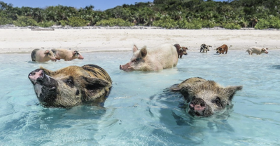 10. Pig Beach – Bahamas
