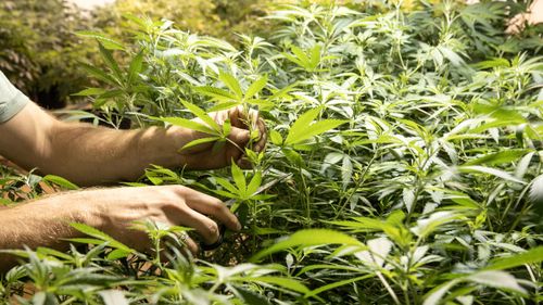 Queensland'da bir tıbbi kannabis test çiftliği.