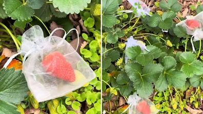 Gardener uses organza party favour bags to protect strawberries from being eaten by slugs and snails.