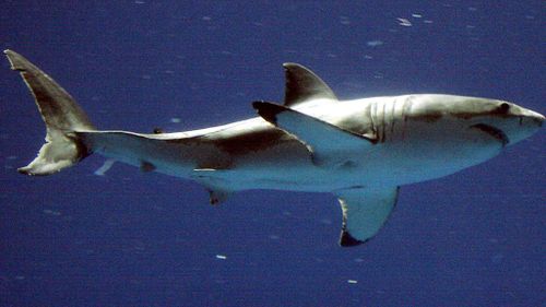 More than 60 sharks spotted near NSW swimming spots in 48 hours