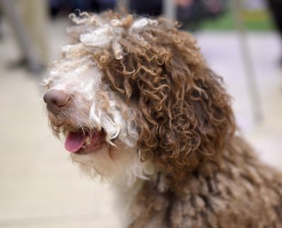 <strong>Spanish water dog</strong>