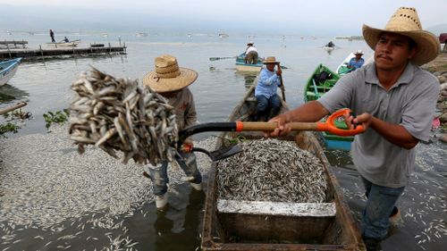 'Grave phenomenon': 48 tonnes of fish mysteriously die in Mexico lagoon