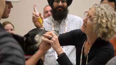 The North American Veterinary Community provides general vets the training they need to treat common eye problems.