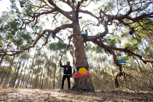 Protesters march back police at Djab Wurrung embassy in Victoria but warn fight not over