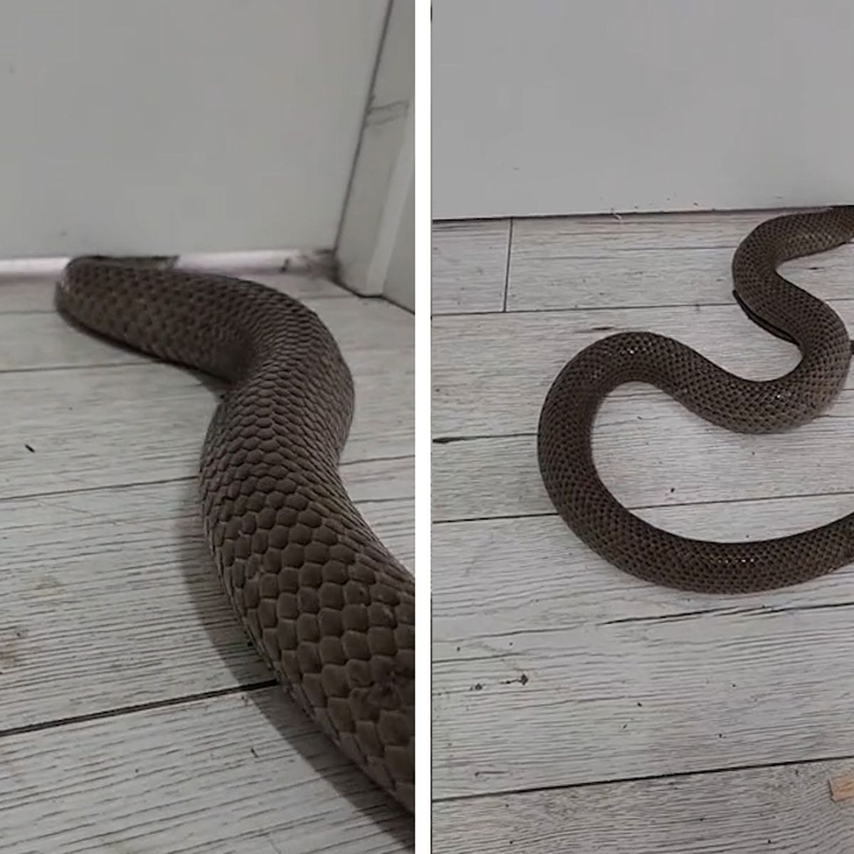 Snake news: Video shows just how easily snakes can flatten their body to  slither into your home