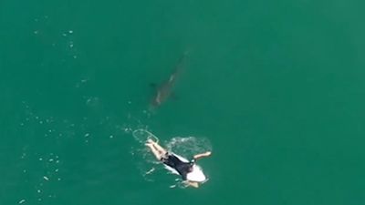 Pro surfer Matt Willkinson was paddling near Ballina when a shark swam straight at him.