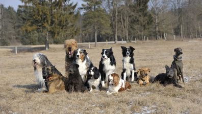 Large group of twelve  dogs sitting together