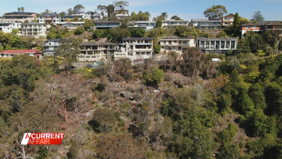 Tree vandalism in Sydney