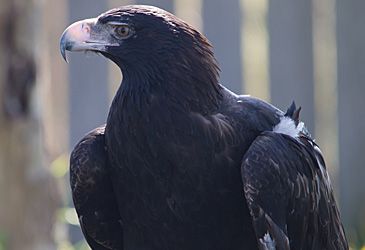 What is the conservation status of the Tasmanian wedge-tailed eagle?