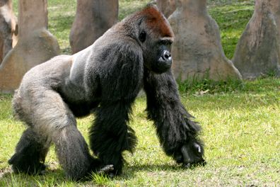 silverback gorilla muscles