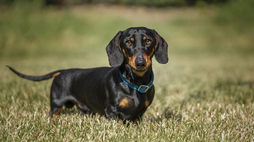 Black and Tan Dachshund close up and looking directly at the camera in the summer