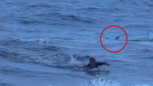 Pictured: Brutus the great white shark bares its teeth for the camera