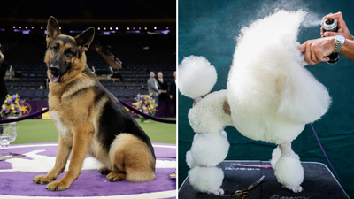 Westminster Dog Show