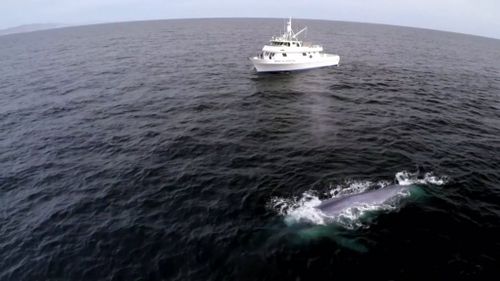 The whale was just metres from the boat.