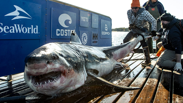 The shark is named Ironbound and measures around 3.7 metres.
