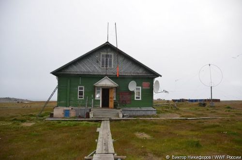 Polar bears have surrounded the station in northern Russia, trapping scientists - Viktor Nikiforov / WWF Russia