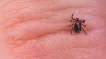 Brown dog tick