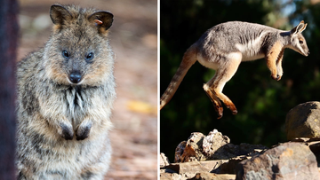 Quokkas and Yellow-footed Rock-wallaby are marsupials  native to Australia.
