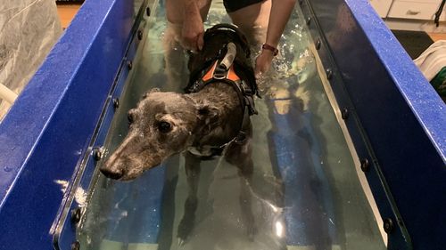 Elsa needed hydrotherapy and a special diet to help her recover from the poisoning.