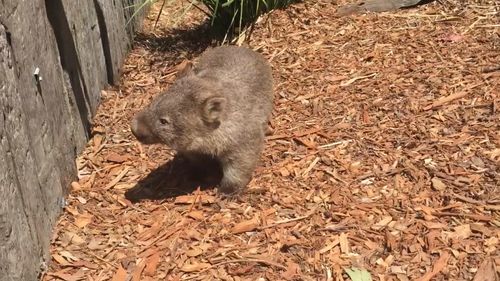 He now lives in an enclosure with another wombat. (Supplied)
