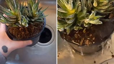 TikTok video explains overwatering plants