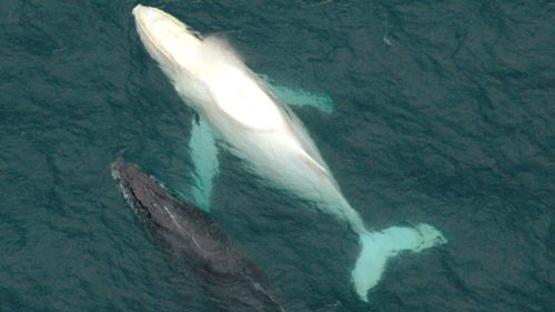 Migaloo in 2005. His name is the Aboriginal word for 'white fella'. (AAP)