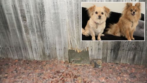 Family devastated after pet dogs mauled to death in Melbourne backyard