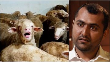 How brave whistle-blower exposed sheep export scandal