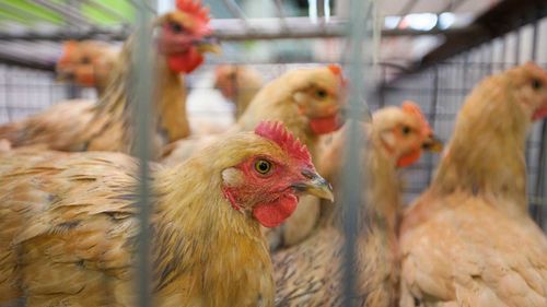 Live chickens for sale are seen in a cage at a 'wet market' in Hong Kong