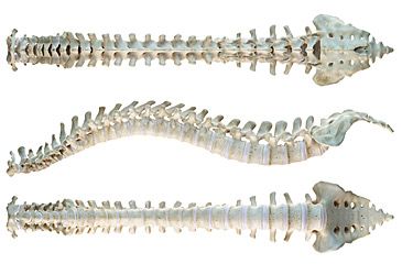 How many of the spine's 33 vertebrae are in the thoracic vertebrae?