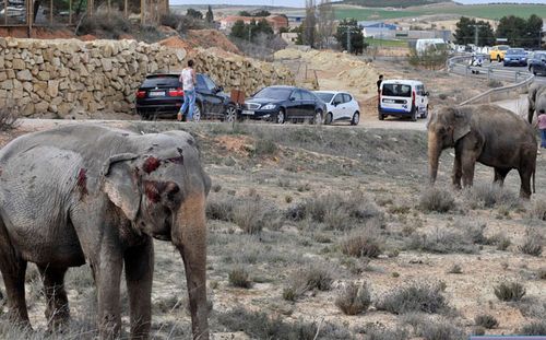 One of the injured elephants. (AP).