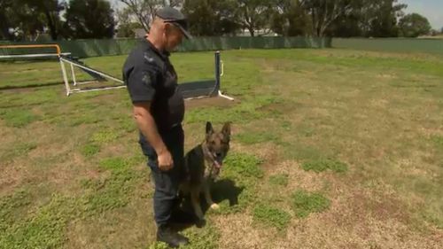 More than 50 police officers work with dozens of dogs. (9NEWS)