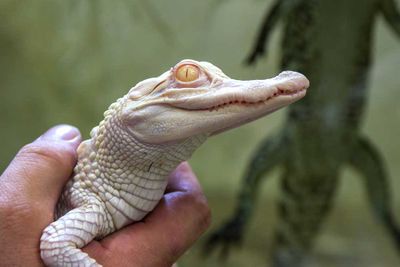 <p>Albino alligator</p>