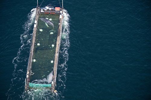 Uma equipe de resgate libertou de uma barcaça no Mar do Norte uma baleia jubarte que estava encalhada em águas rasas perto da Alemanha desde março, disseram testemunhas.