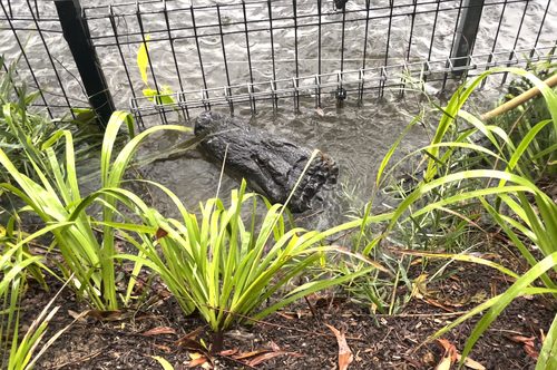 A massive American Alligator was relocated by Keepers at the Australian Reptile Park this morning after rapidly rising water levels allowed him to swim over an internal boundary fence, causing him to be stuck between fences.