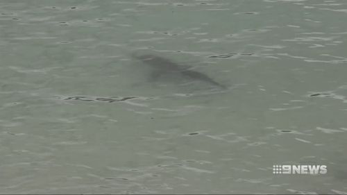 A shark made it inside a swimming enclosure, surprising beachgoers.