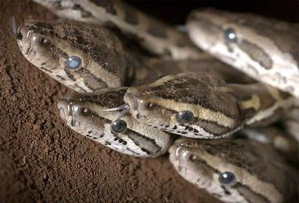 World's Deadliest: Super Snakes