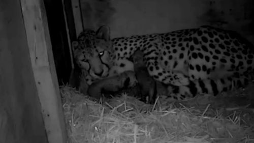 The cubs are the second litter born to six-year-old Kesho.