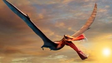A previously discovered pterosaur, Thapunngaka shawi, is Australia&#x27;s largest known flying reptile. It boasted a wing span of at least seven metres
