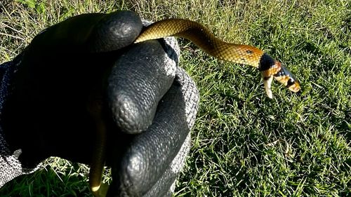 Glaser caught and released this eastern brown snake hatchling from his own place. "In the space of a few months, I relocated two big eastern browns, one hatchling and the chooks got two, maybe more that I didn't see," he said.