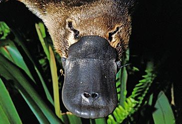 The platypus is one of five living species of what group of mammals?