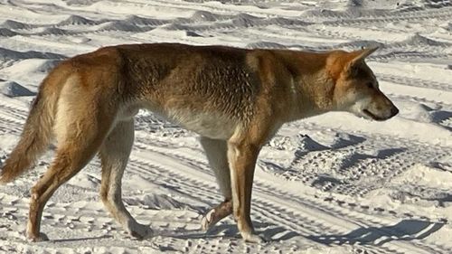 wongari dingo K'Gari