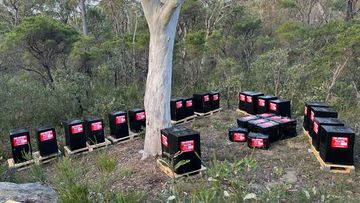 Affected hives in Sydney from varroa mite.