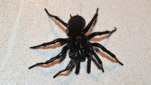 The spider that bit Matthew. (Australian Reptile Park)