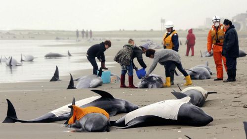 150 dolphins feared dead after beaching in Japan