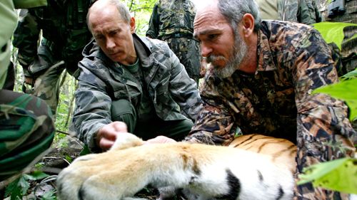 Vladimir Putin's Siberian tiger blamed for China goat deaths