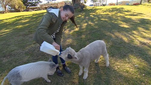 The Brewers feed a bunch of joyful rescue animals on their property.