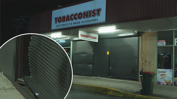 flue cured tobacco The Critical Process of Flue-Curing Tobacco