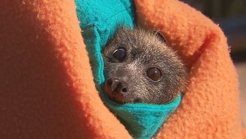 Native bat mishaps with powerlines are on the rise across Victoria, causing unprecedented wildlife-related blackouts.